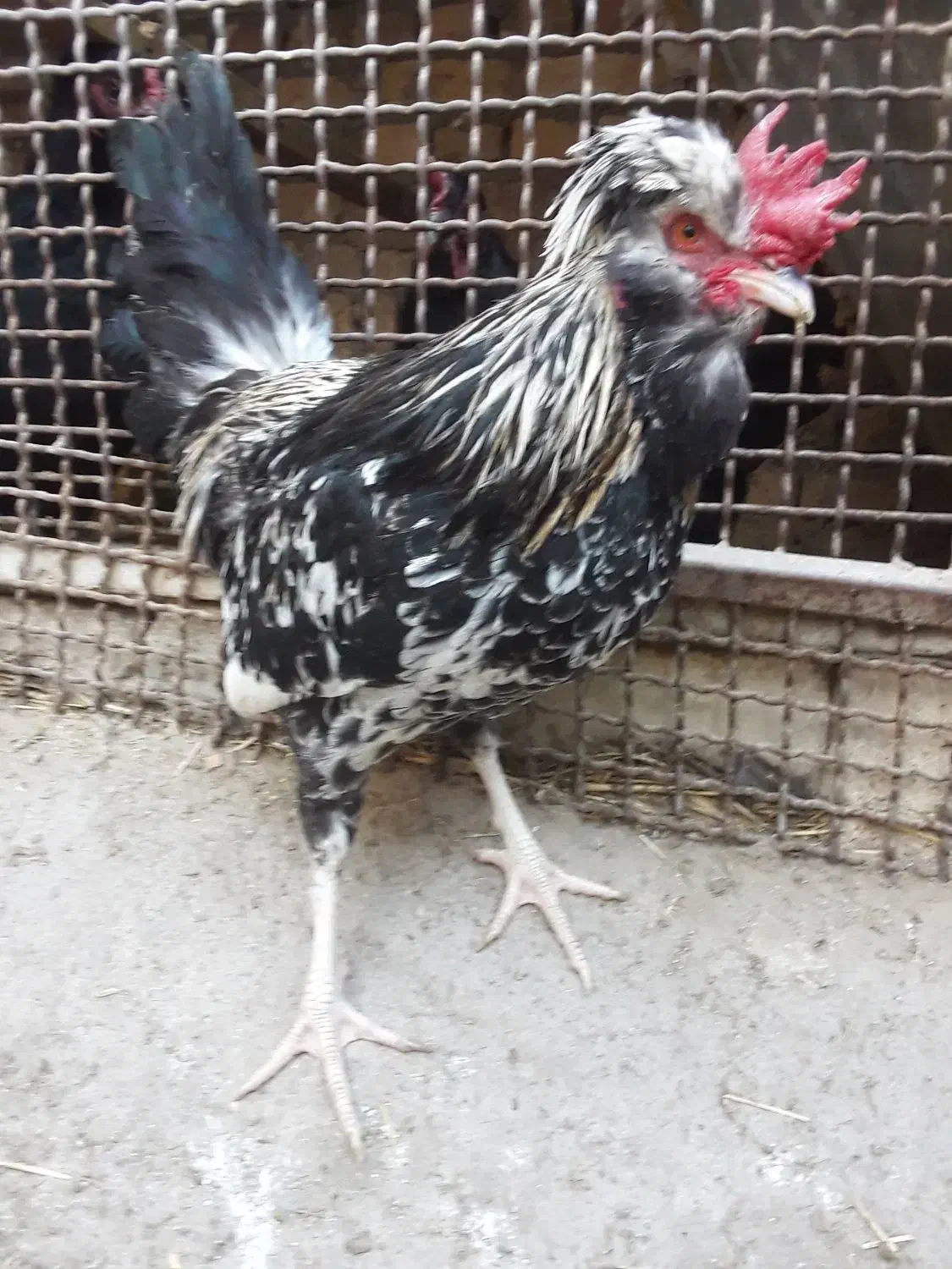 سلطان وگلین|حیوانات مزرعه|قم, پامنار|دیوار