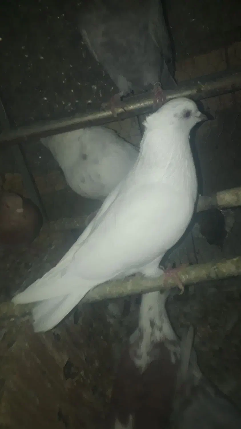 کبوتر فروشی دونه ای ۱۵۰|پرنده|قم, شهرک امام حسین|دیوار