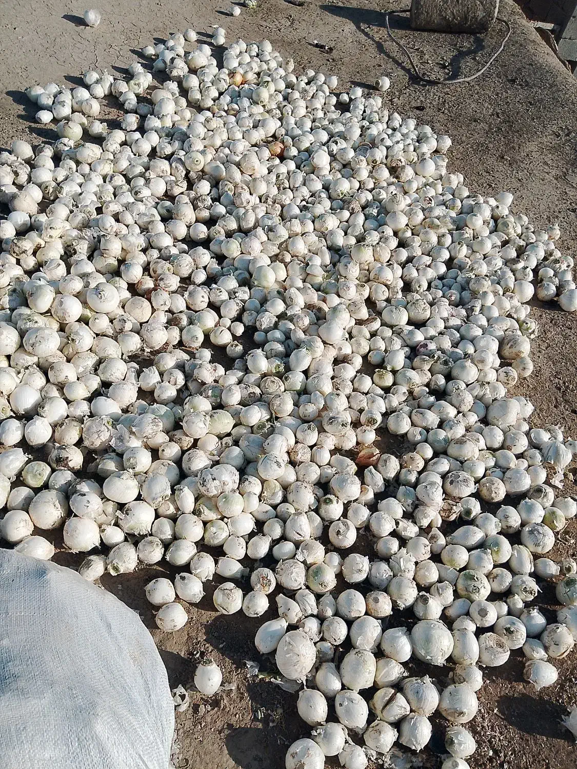 پیاز تازه|خوردنی و آشامیدنی|ایواوغلی, |دیوار