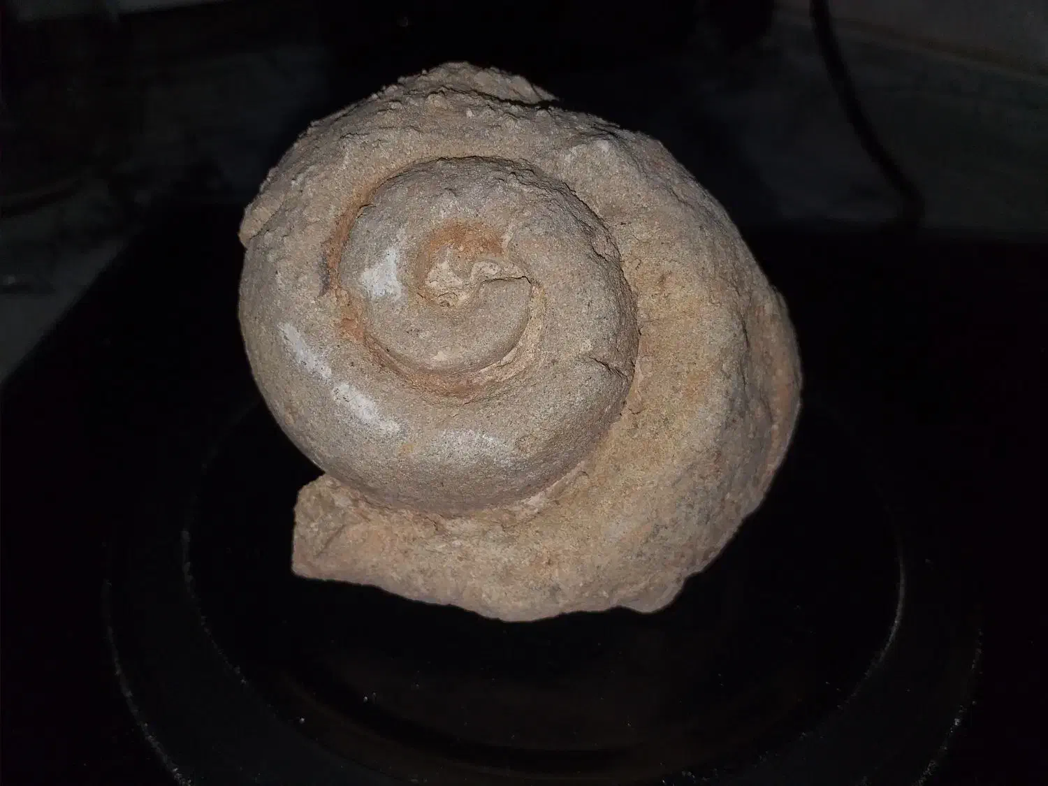 فسیل حلزون قدمت بالای ۲۰ هزارسال|کلکسیون اشیاء عتیقه|اراک, |دیوار