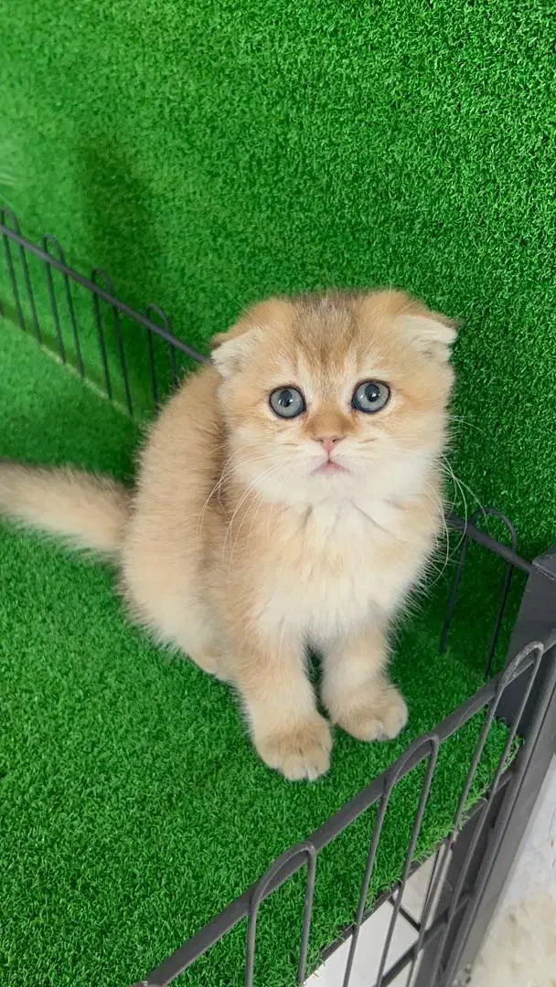 بچه گربه های اصیل و مهربون در اهواز|گربه|اهواز, کیانپارس |دیوار