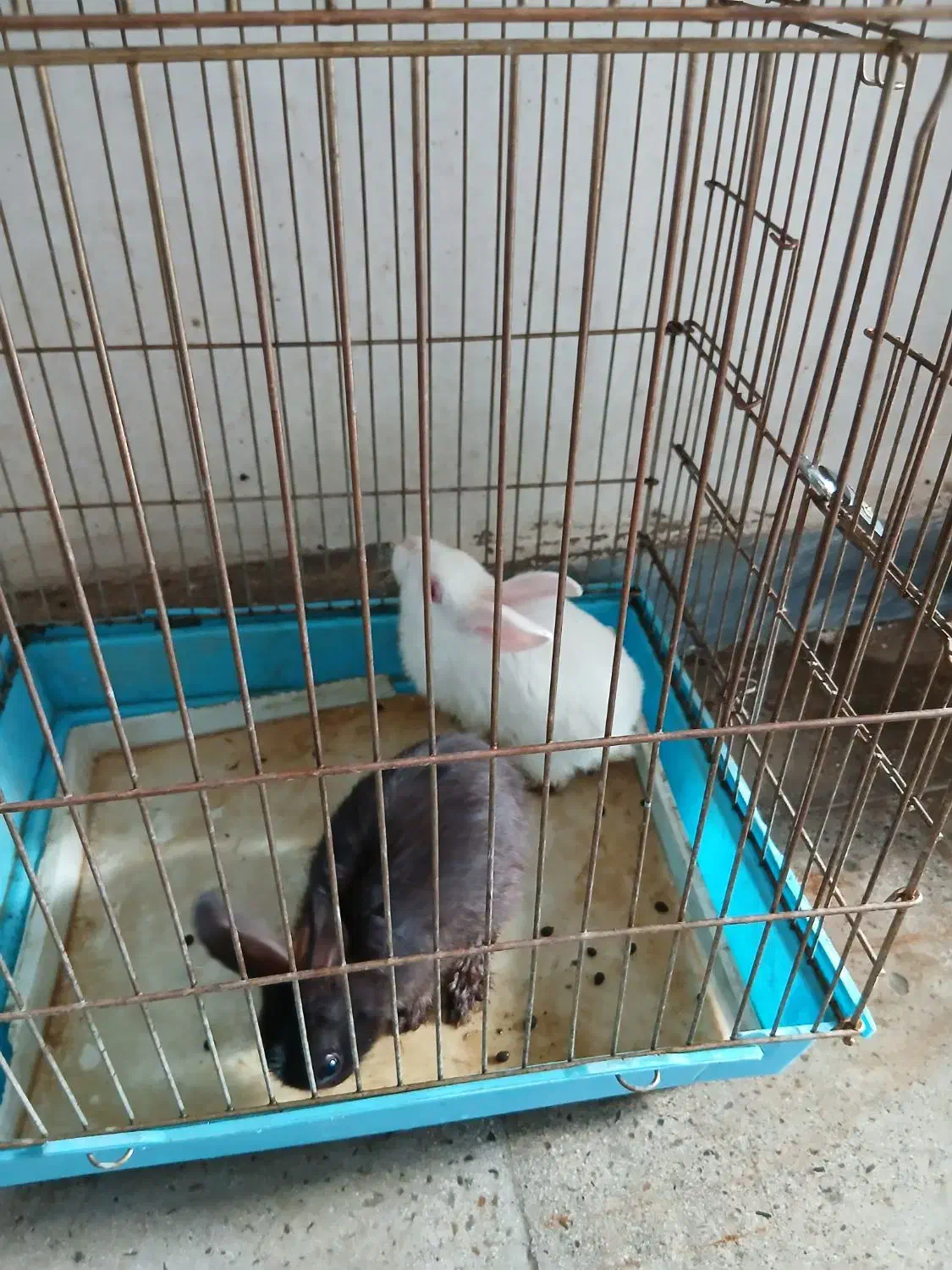 دوتاخرگوش دوماهه،سلامت|موش و خرگوش|هشتگرد, شهرک وحدت|دیوار