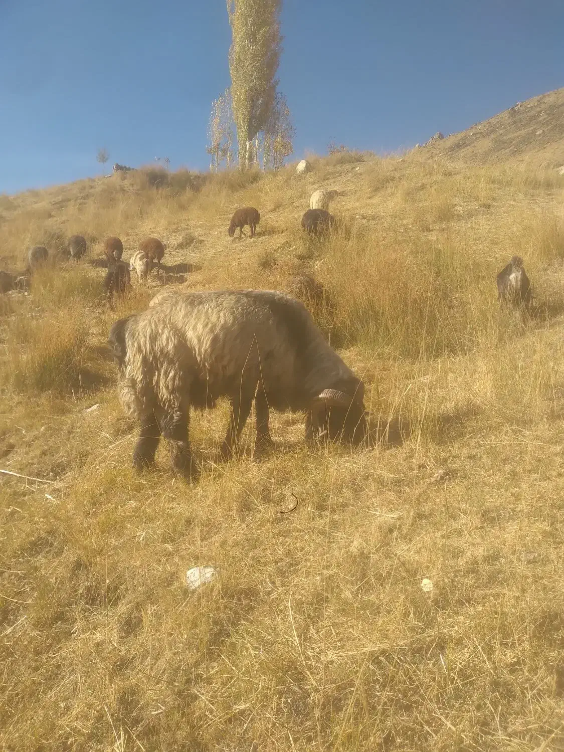 قوچ اصل ترکی روزگاری|حیوانات مزرعه|فریدونشهر, |دیوار