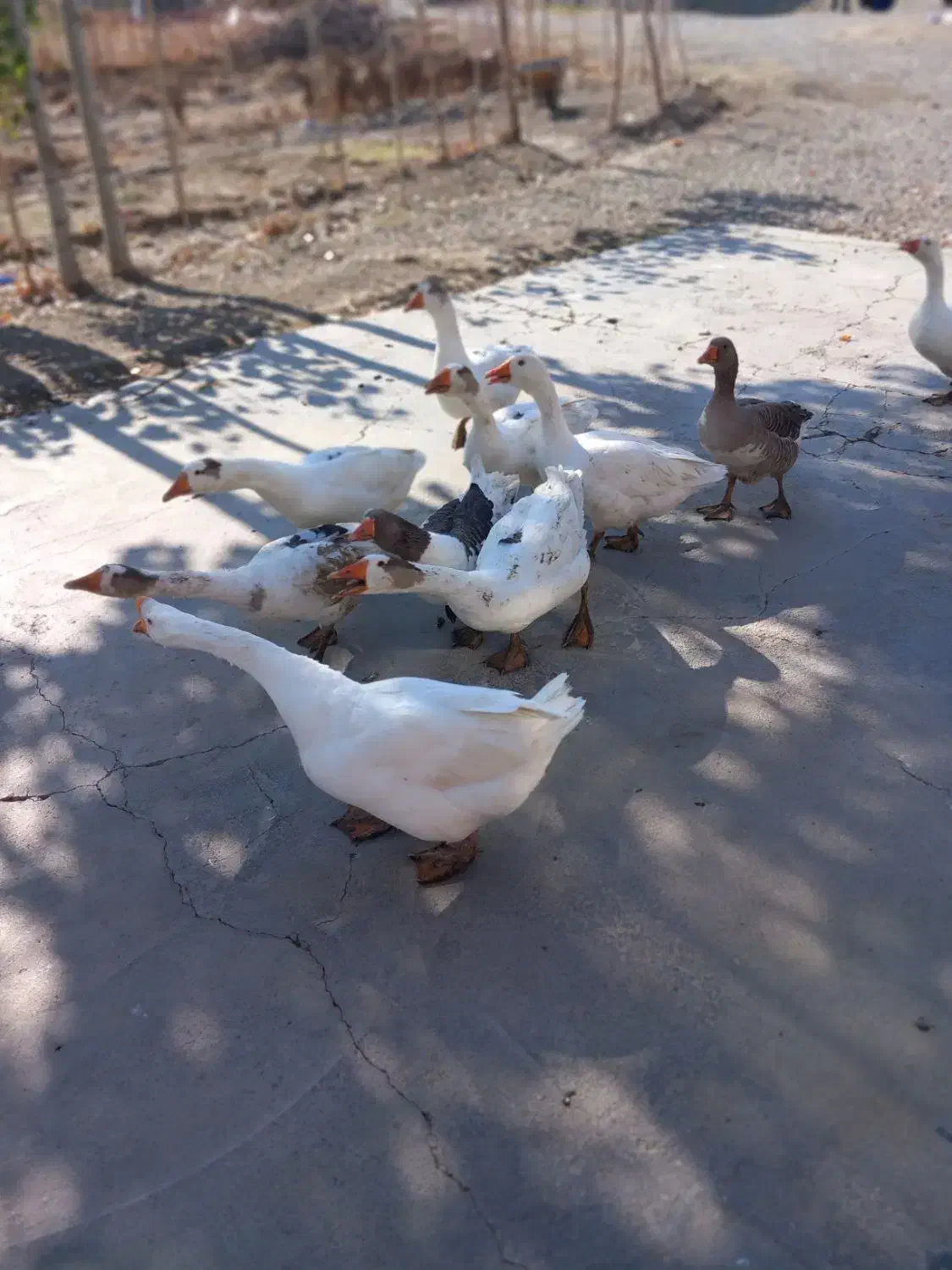 غاز محلی|حیوانات مزرعه|صومای برادوست, |دیوار