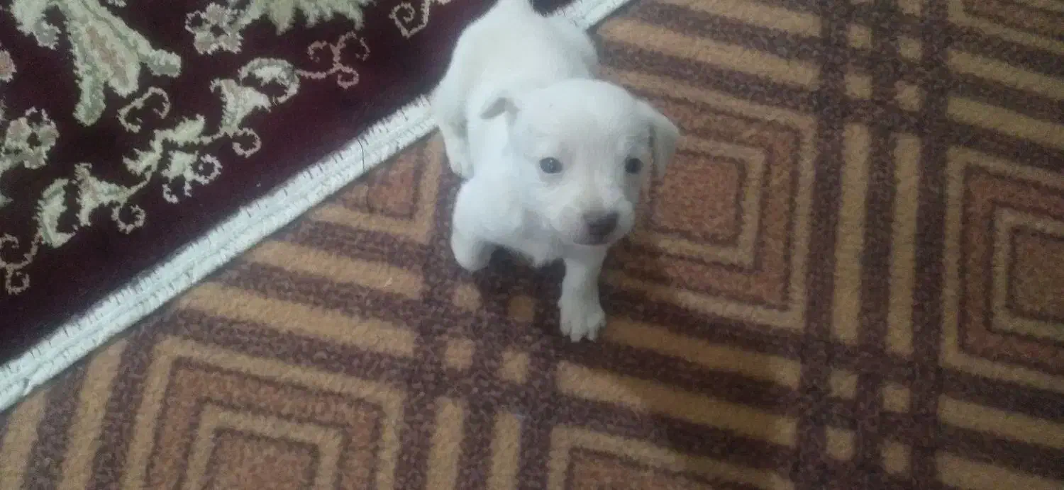 کوچولوی ناز|سگ|تربت جام, معدآباد|دیوار