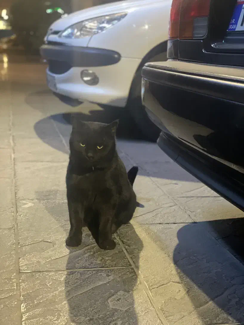 گربه مشکی پیدا شده با قلاده ابی|حیوانات|کرمان, |دیوار