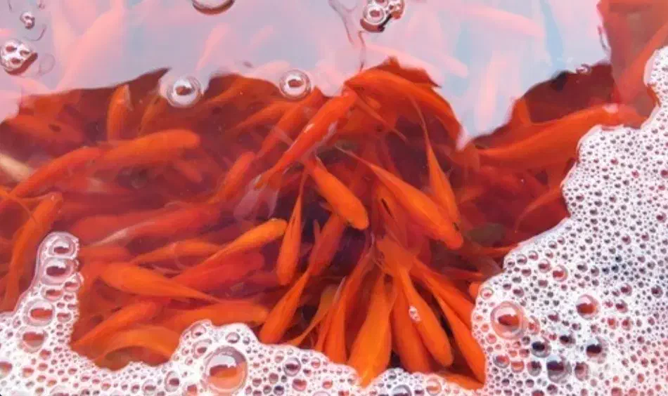 ماهی قرمز|ماهی|شاهرود, |دیوار