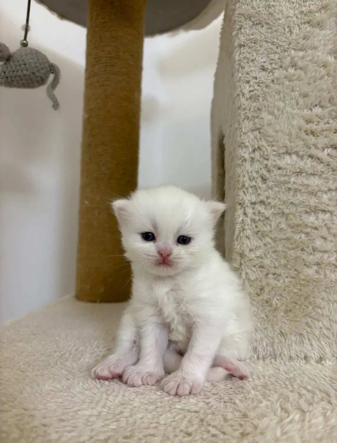 بچه گربه بریتیش ناز و آروم|گربه|تهران, نیاوران|دیوار