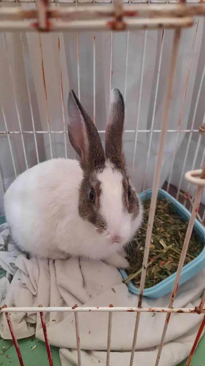 خرگوش بازیگوش|موش و خرگوش|تبریز, |دیوار