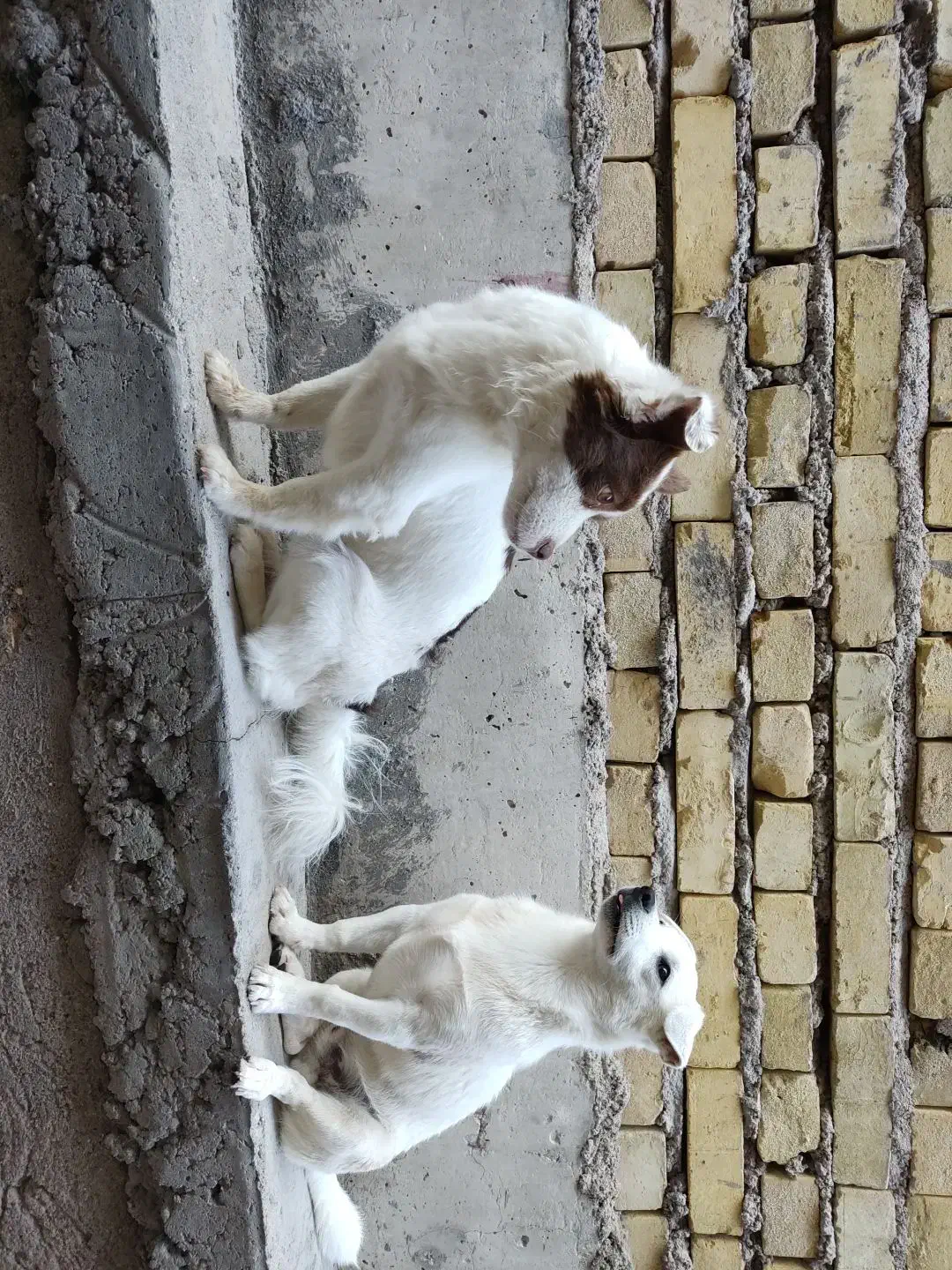 سگ پامر واشپیتز خانگی|سگ|شهر بابک, |دیوار