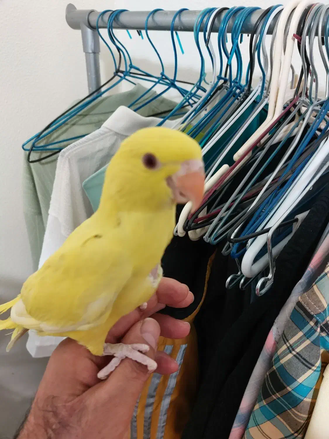 ملنگو|پرنده|شاهین‌شهر, نظامی|دیوار