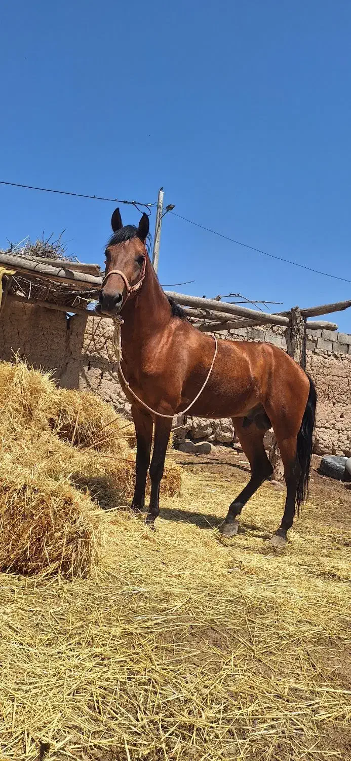 اسب|اسب و تجهیزات اسب‌سواری|گلبهار, نوبهار|دیوار