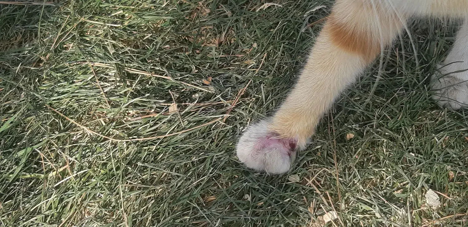 سرپرستی ازگربه|گربه|اراک, |دیوار