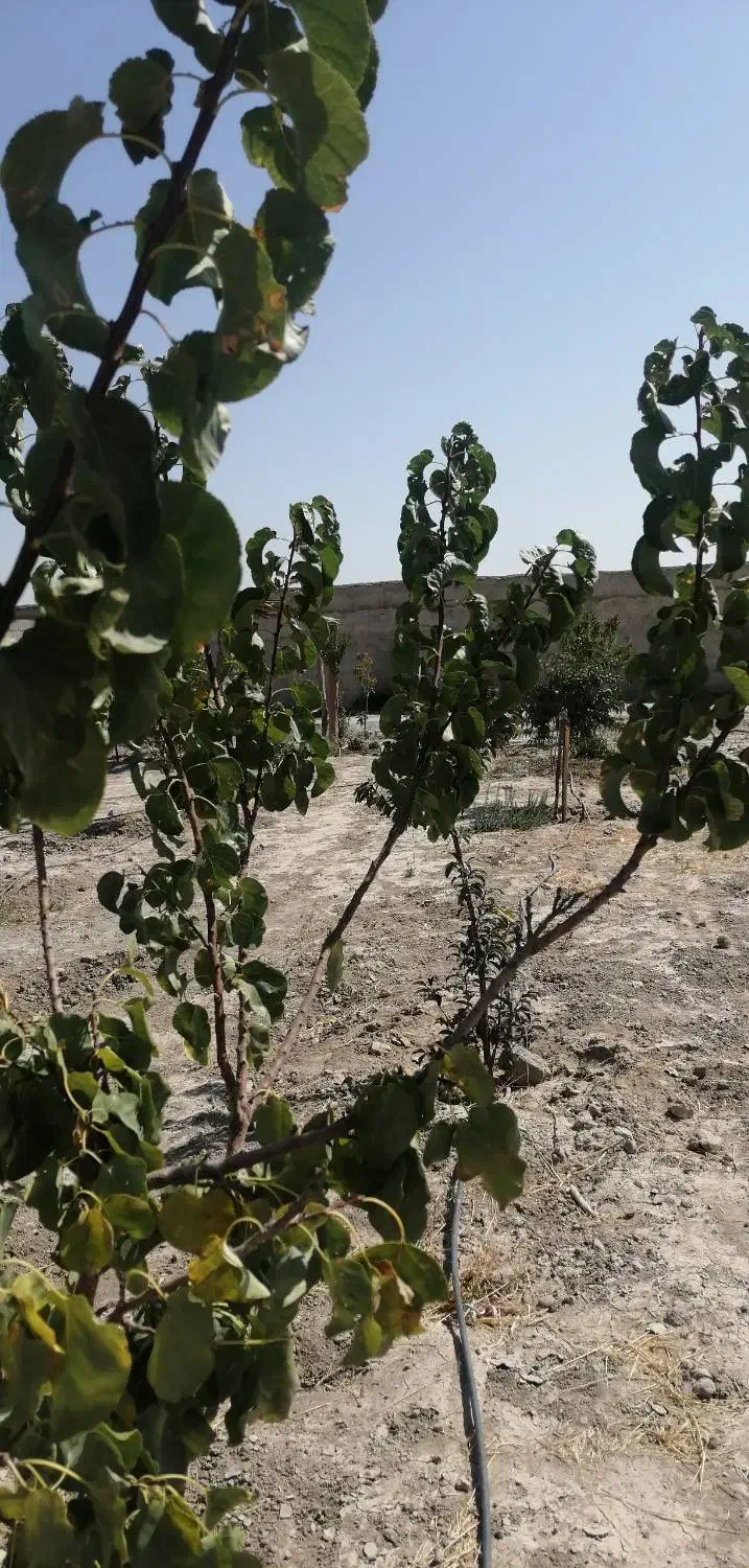 باغچه سند تک برگ دار معاوضه با ماشین|فروش زمین و ملک کلنگی|رباط‌کریم, انجم آباد|دیوار