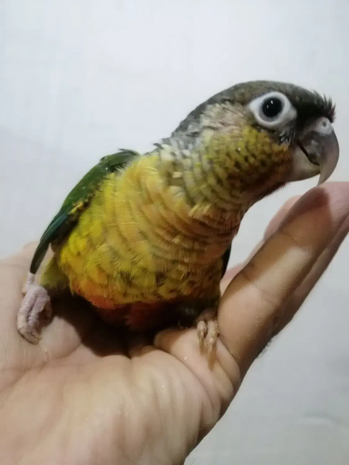 جوجه های سرلاکی گرینچیک در رنگهای مختلف ،راهب|پرنده|تهران, آشتیانی|دیوار