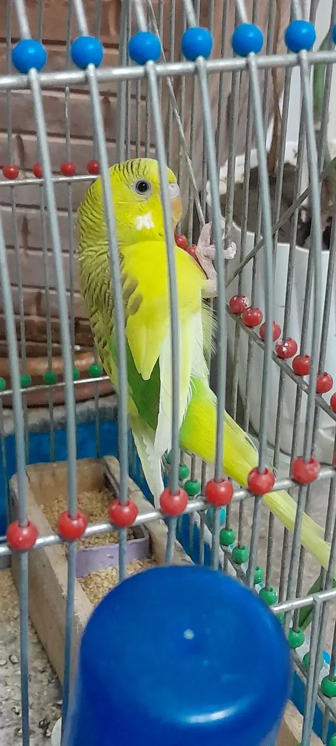 مرغ عشق با قفس|پرنده|قم, نیروگاه|دیوار