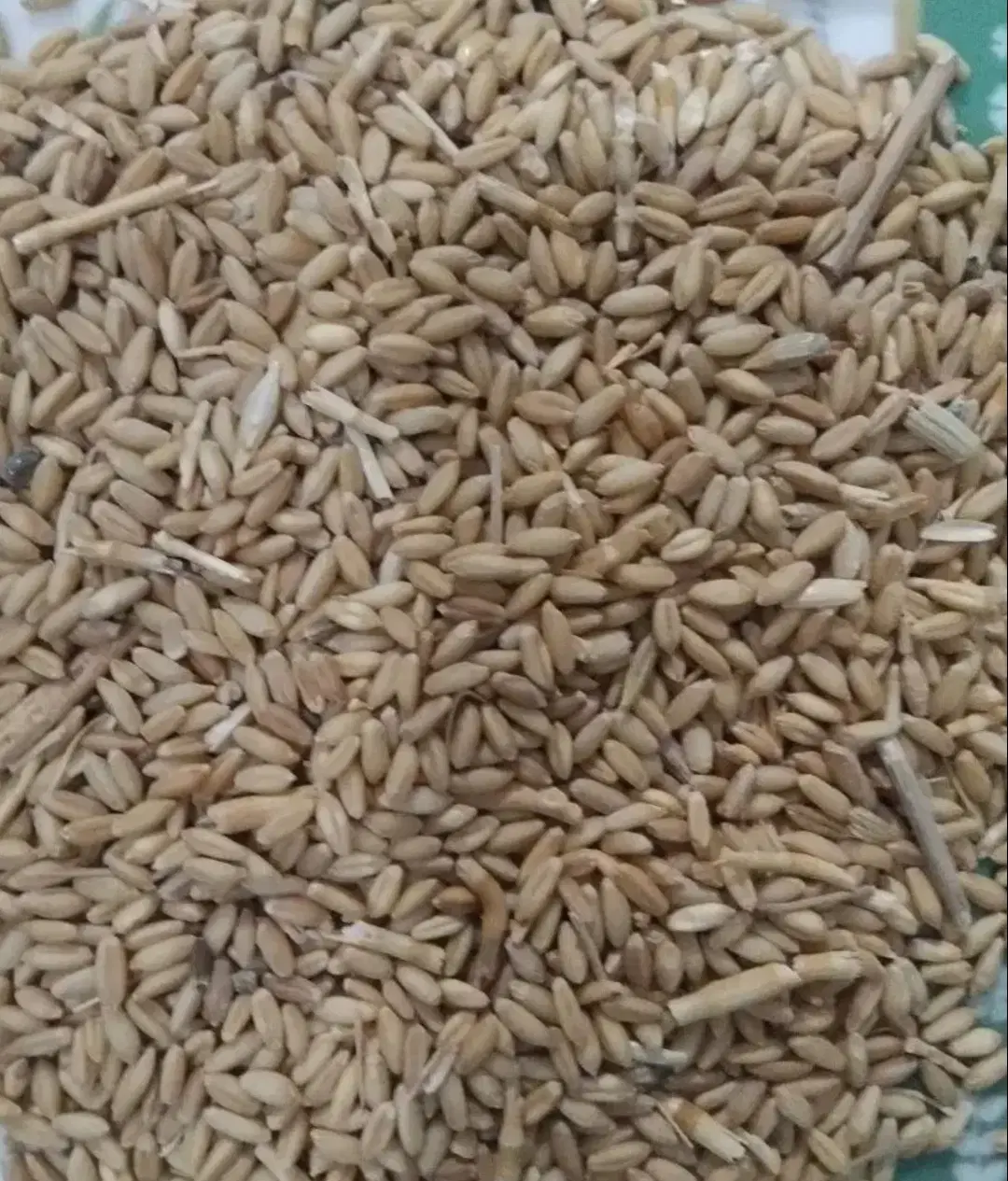 گندم|خدمات باغبانی و درختکاری|کرمانشاه, |دیوار