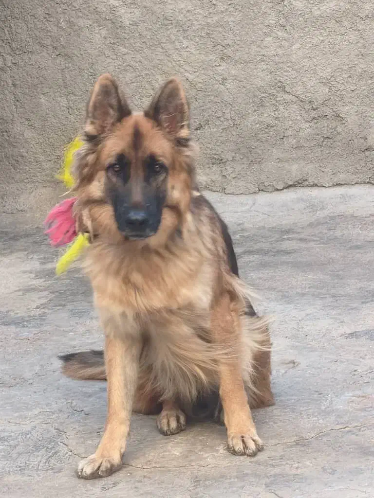 سگ ژرمن شپرد|سگ|بهبهان, |دیوار