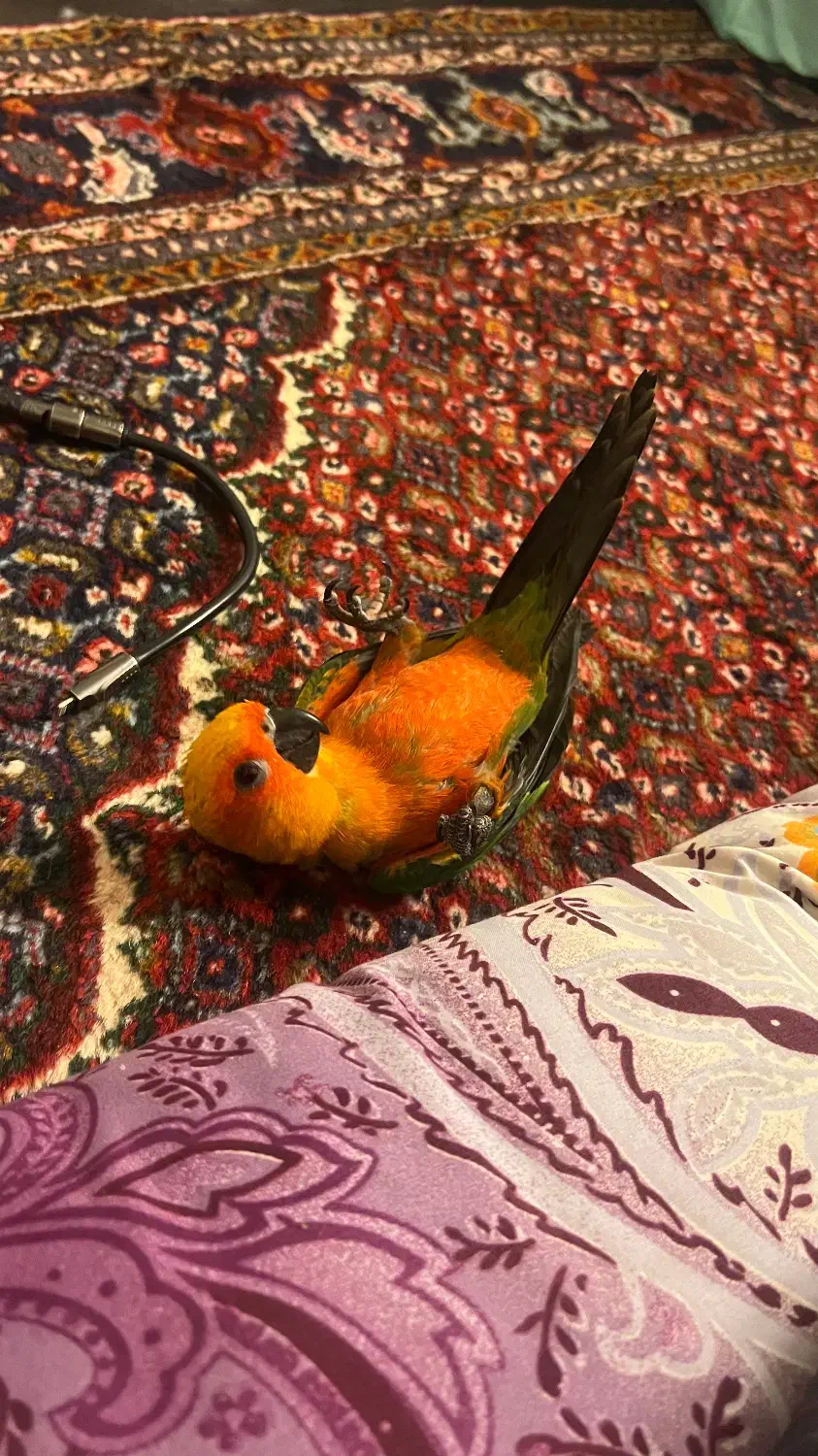 سان کانور خورشیدی|پرنده|اردبیل, |دیوار