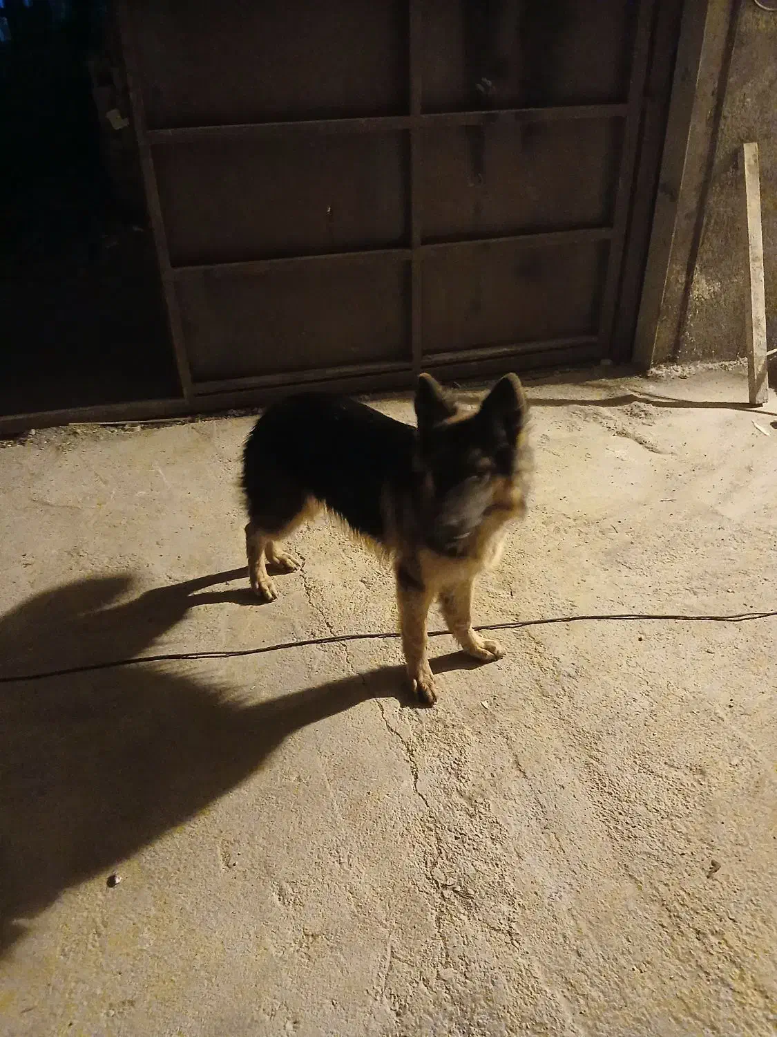 سرپرستی سگ.|سگ|چهارباغ, |دیوار