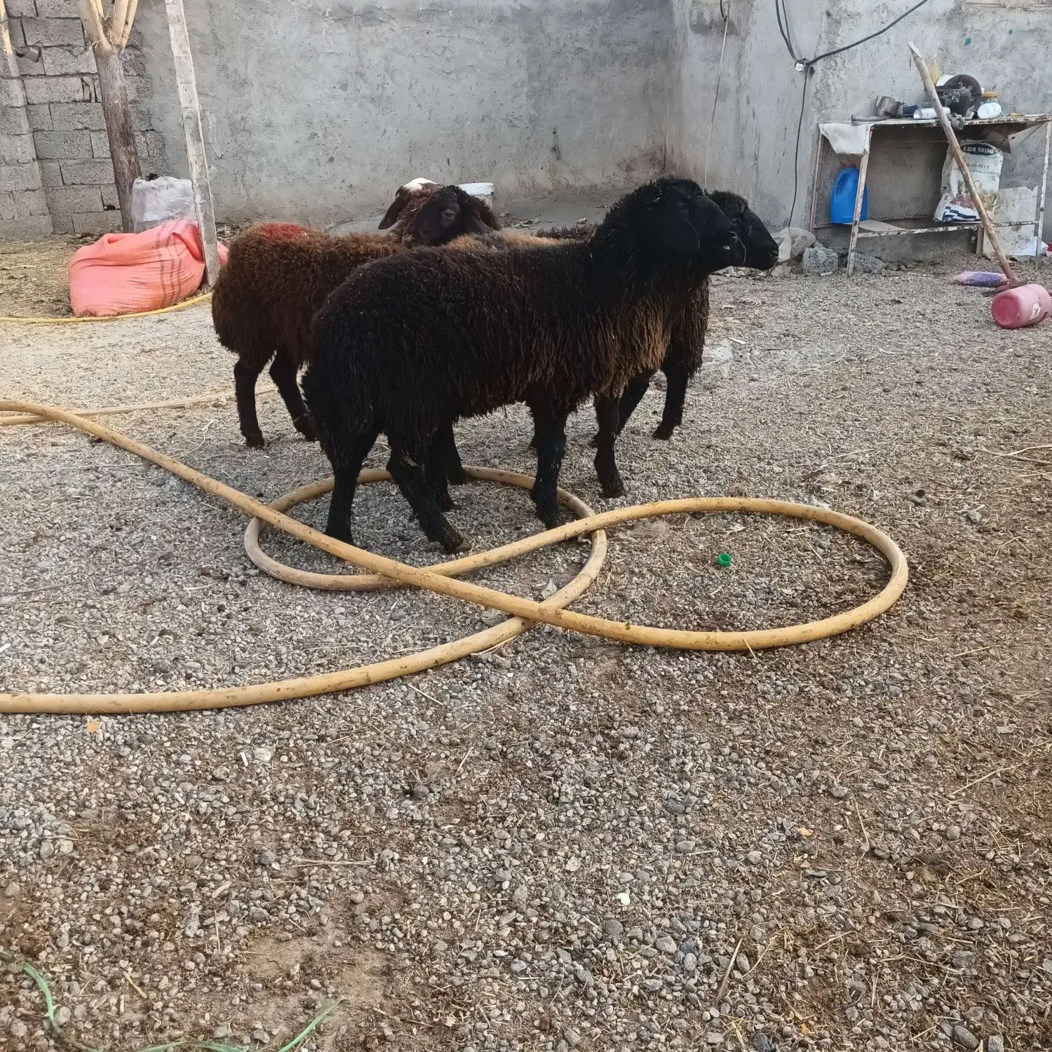 ۳ راس بره ماده دامازدق|حیوانات مزرعه|اردبیل, |دیوار