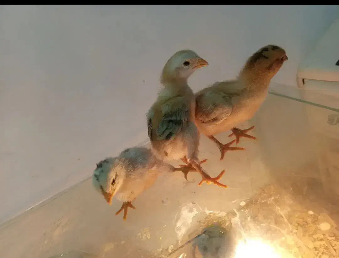 جوجه|حیوانات مزرعه|کوهدشت, |دیوار