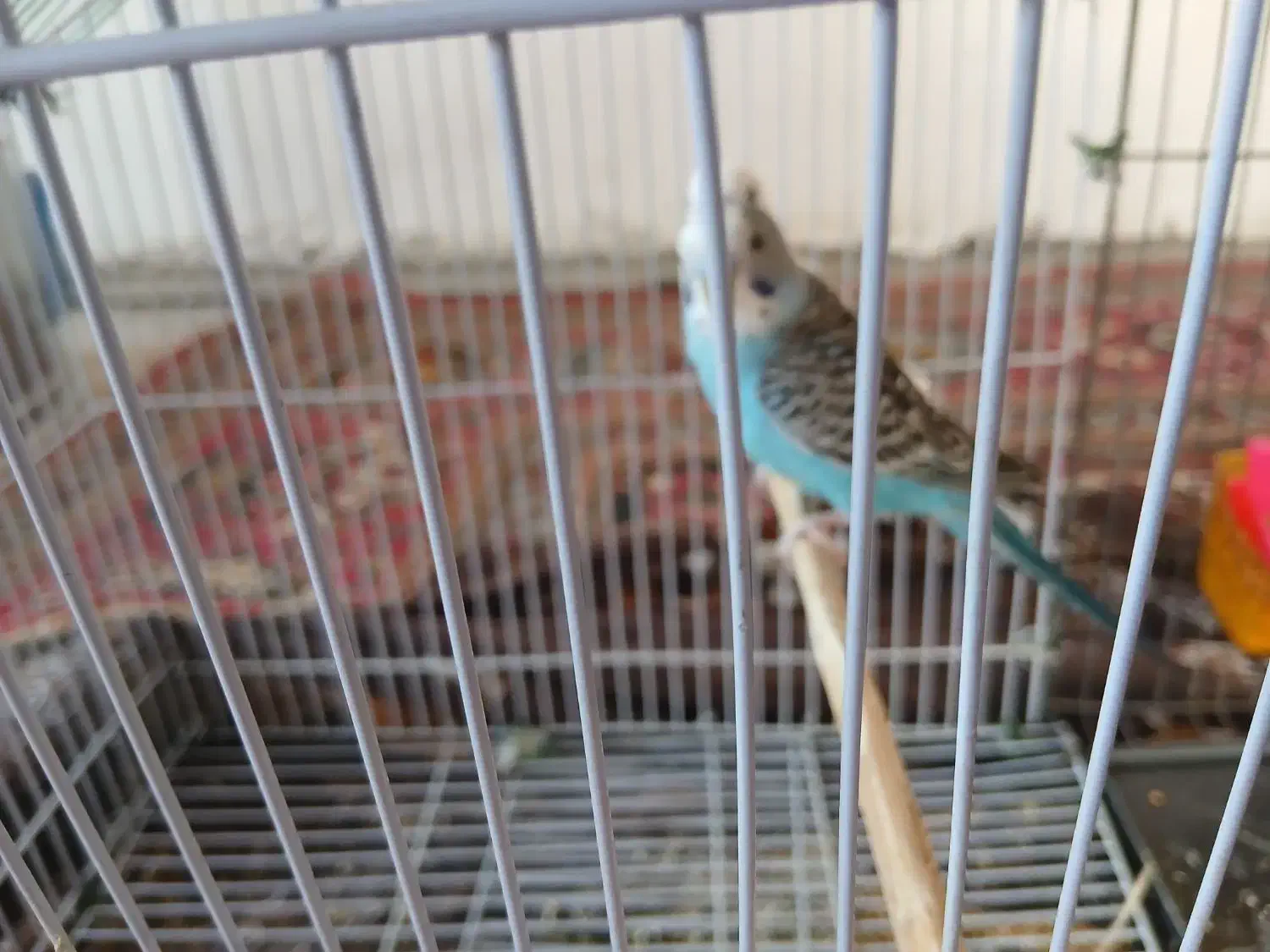 دو عدد مرغ عشق|پرنده|کوهدشت, |دیوار