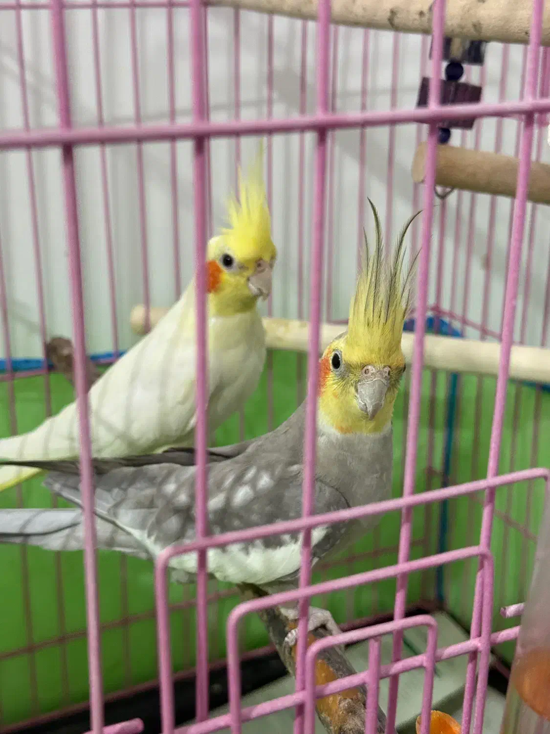 عروس هلندی|پرنده|رشت, باهنر|دیوار