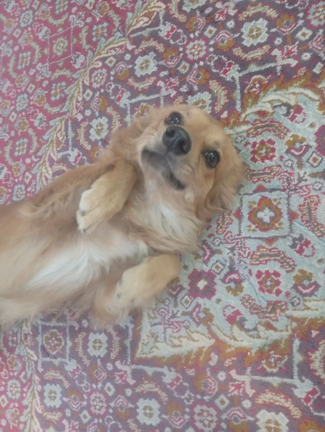 سگ پامرین نر یک ساله خیلی بازیگوش و زرنگ واکسناشم|سگ|زاهدان, |دیوار