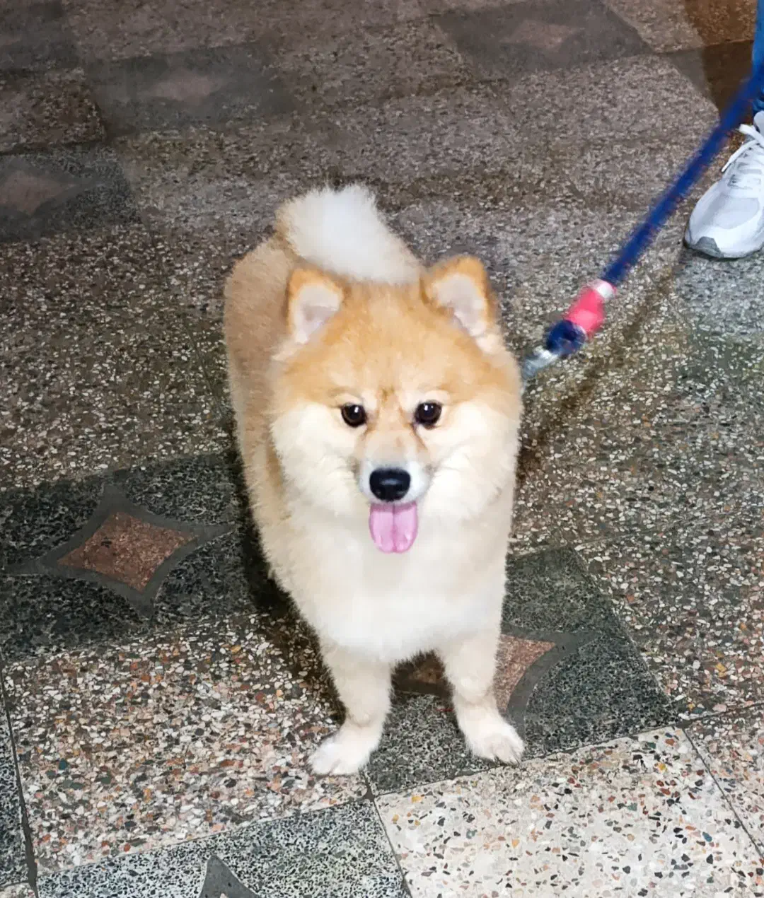 سگ پامرین|سگ|رحیم‌آباد, |دیوار