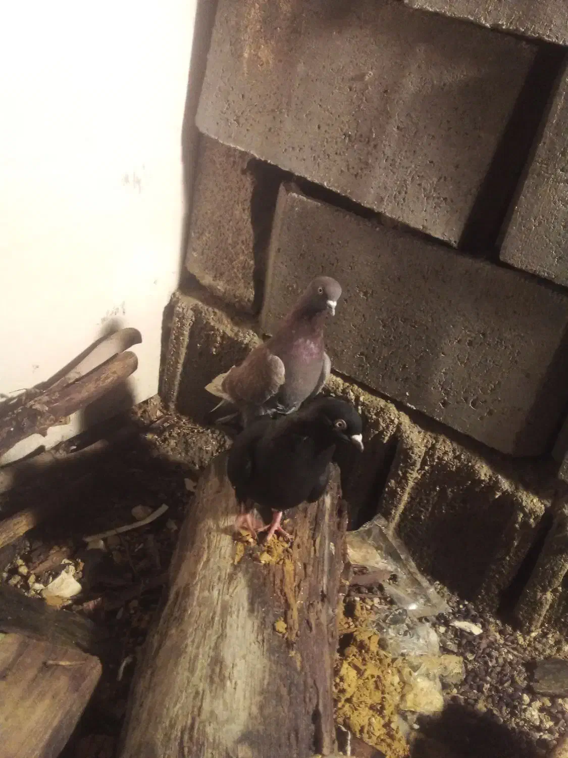 یک جفت کبوتر خوب|پرنده|جم, |دیوار