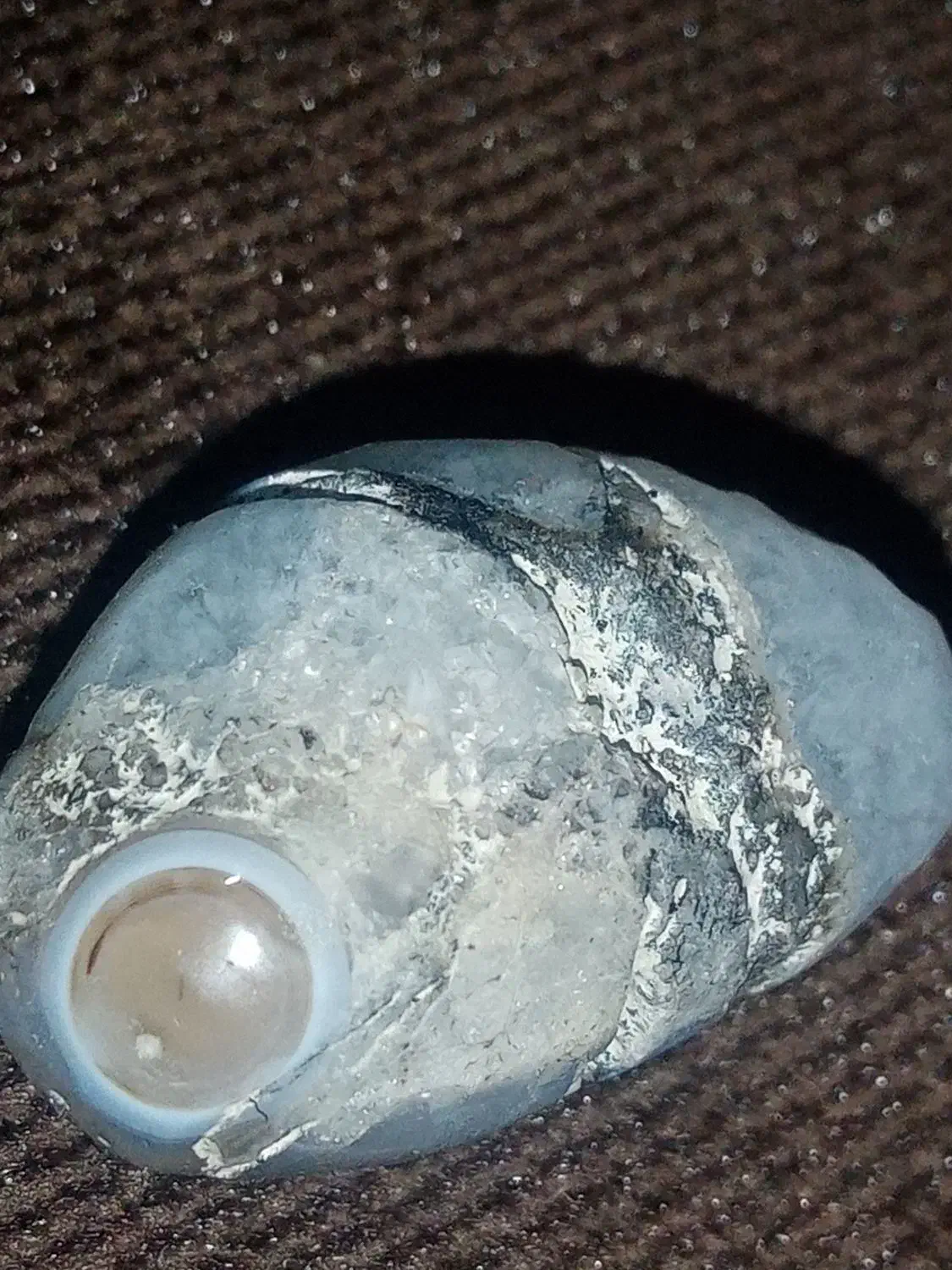 جواهر مروارید عتیقه که ازشکم ماهی دراومده|کلکسیون اشیاء عتیقه|اردبیل, |دیوار