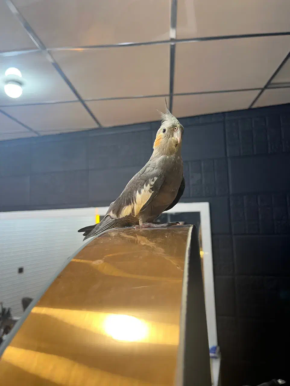 عروس هلندی گمشده|حیوانات|بندرعباس, |دیوار