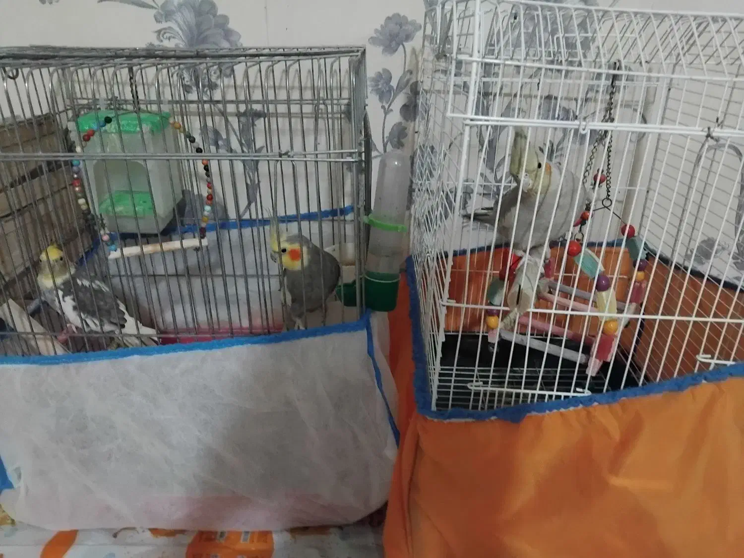 عروس هلندی|پرنده|اشتهارد, |دیوار