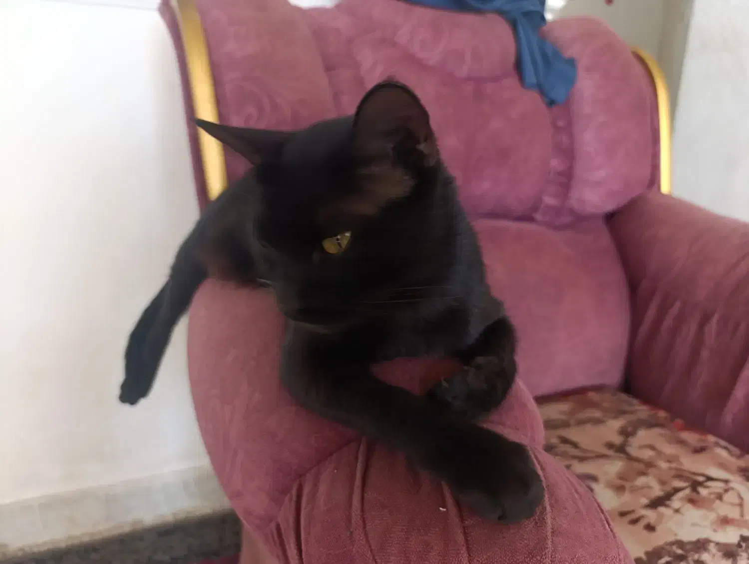 واگذاری بچه گربه|گربه|سبزوار, توحیدشهر|دیوار