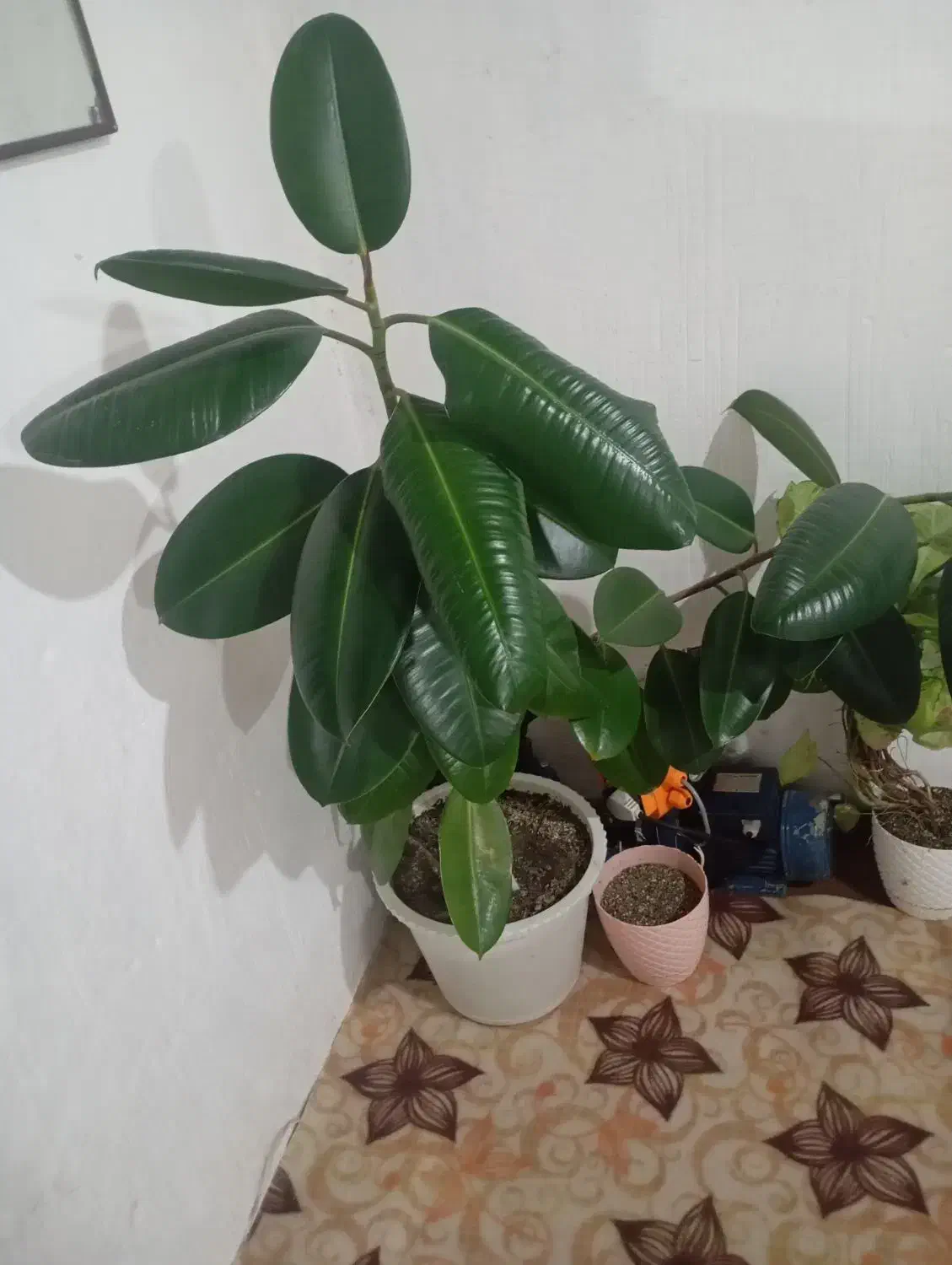 گل خوشکل قشنگ|گل و گیاه طبیعی|بوکان, |دیوار