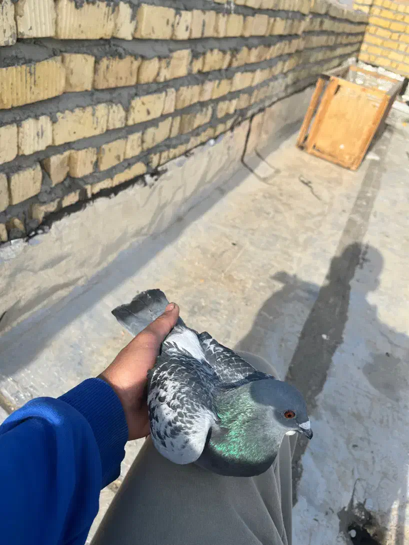 پلاکی|پرنده|مرودشت, بیست متری بیمارستان|دیوار