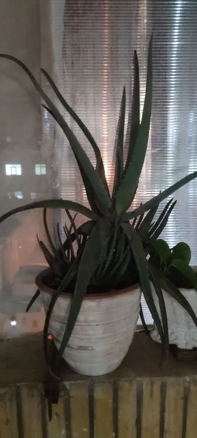 پایه گل همراه با گل و گلدون ها و یک گل آلوئه ورا|گل و گیاه طبیعی|گلبهار, شهر جدید گلبهار|دیوار