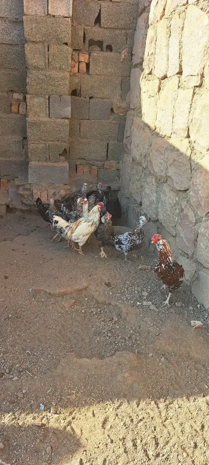 مرغ و خروس گلین|حیوانات مزرعه|محمدیه-قزوین, |دیوار