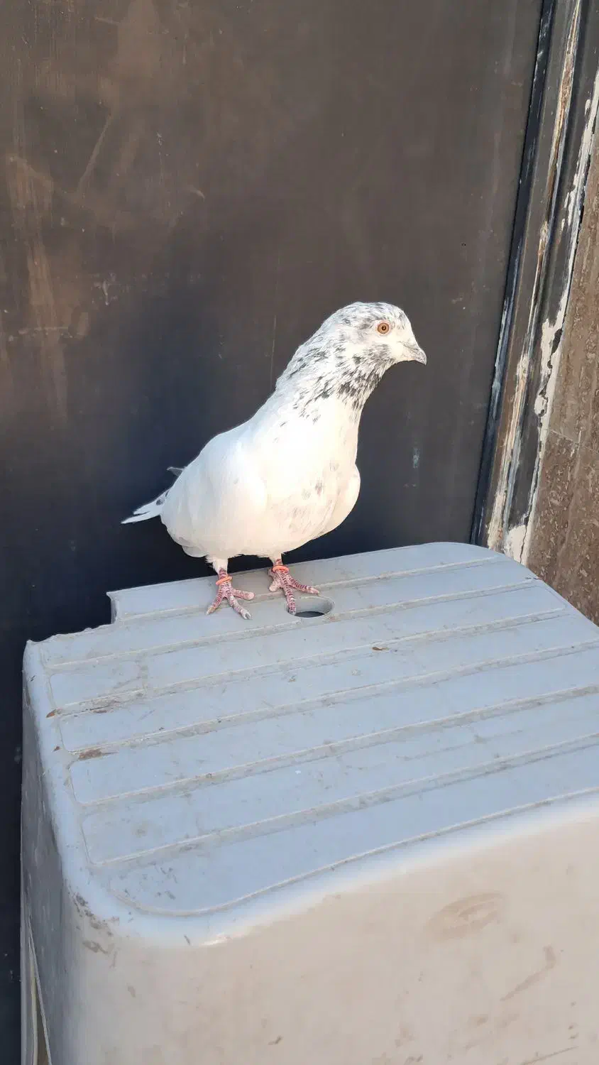 کفتر|پرنده|سیرجان, |دیوار