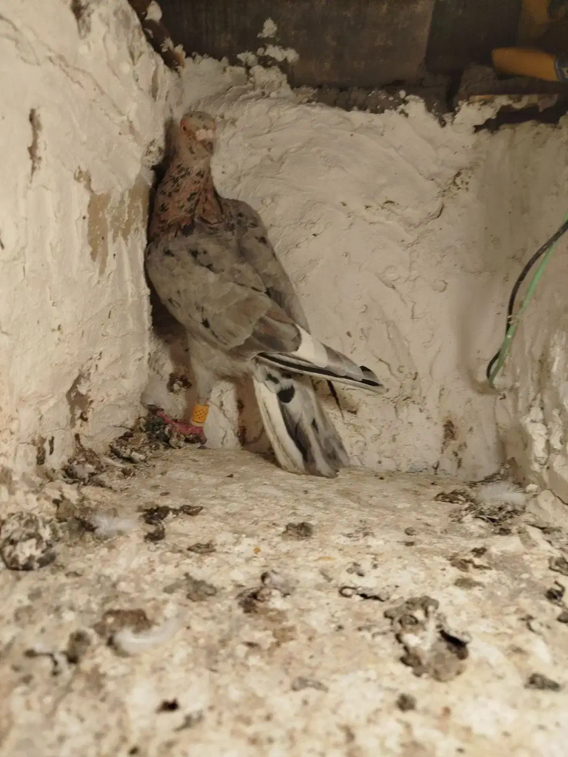 کبوتر هفت رنگ|پرنده|بوئین زهرا, |دیوار