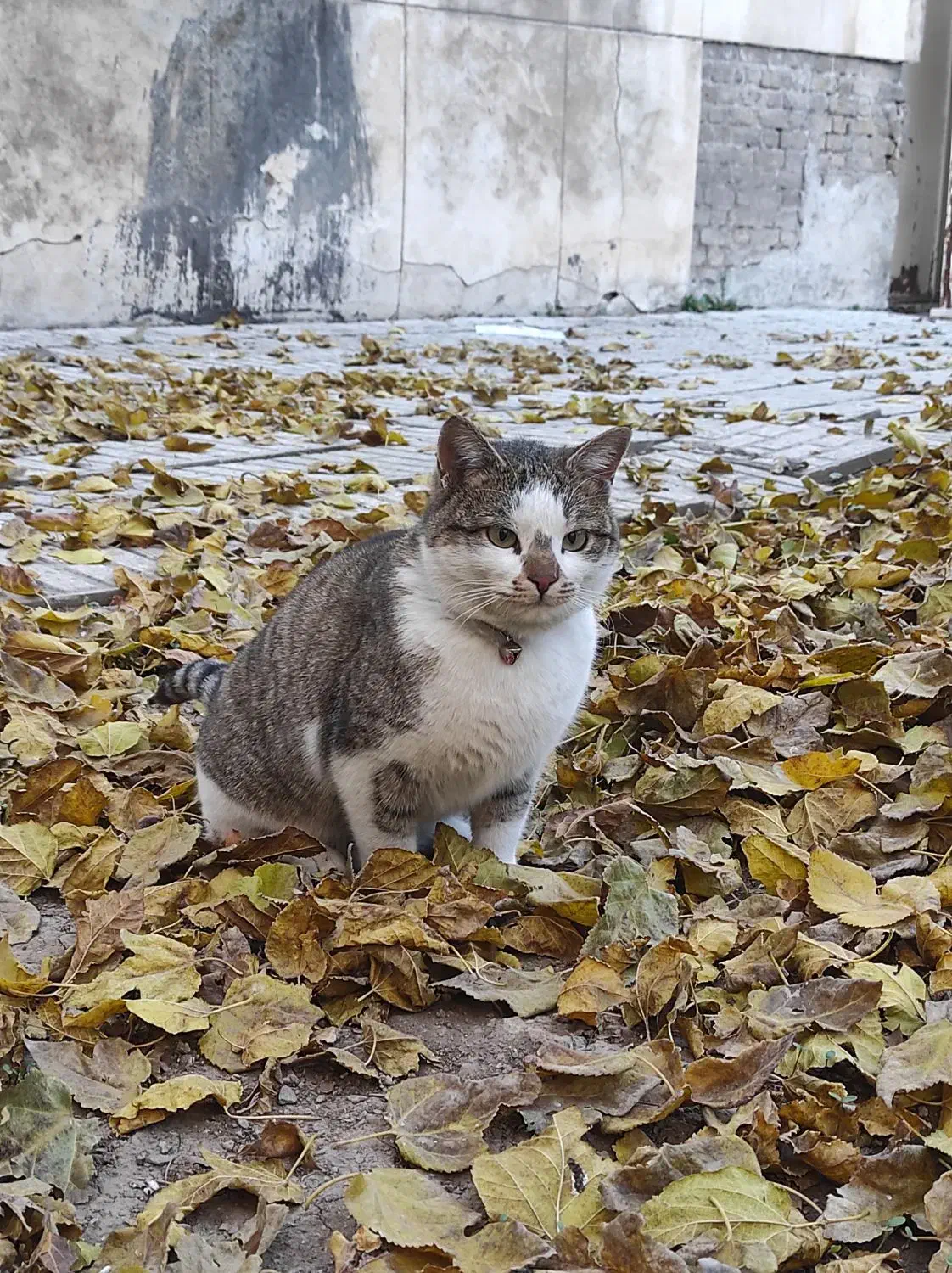 گربه خانگی پیدا شده|گربه|کرمانشاه, |دیوار