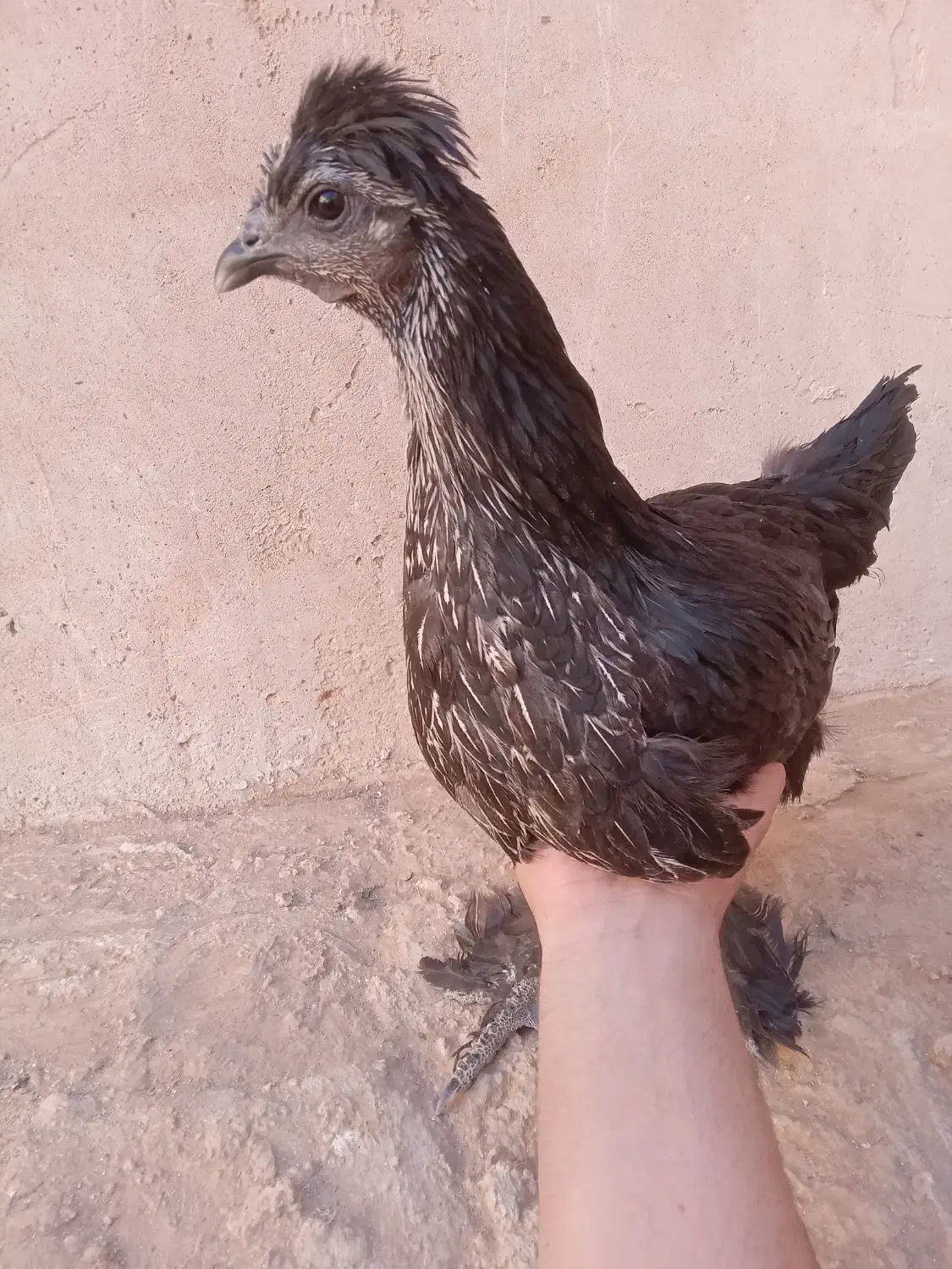 مرغ جوان سیاه زینتی پرپا کاکلی|حیوانات مزرعه|فردوس (خراسان), |دیوار