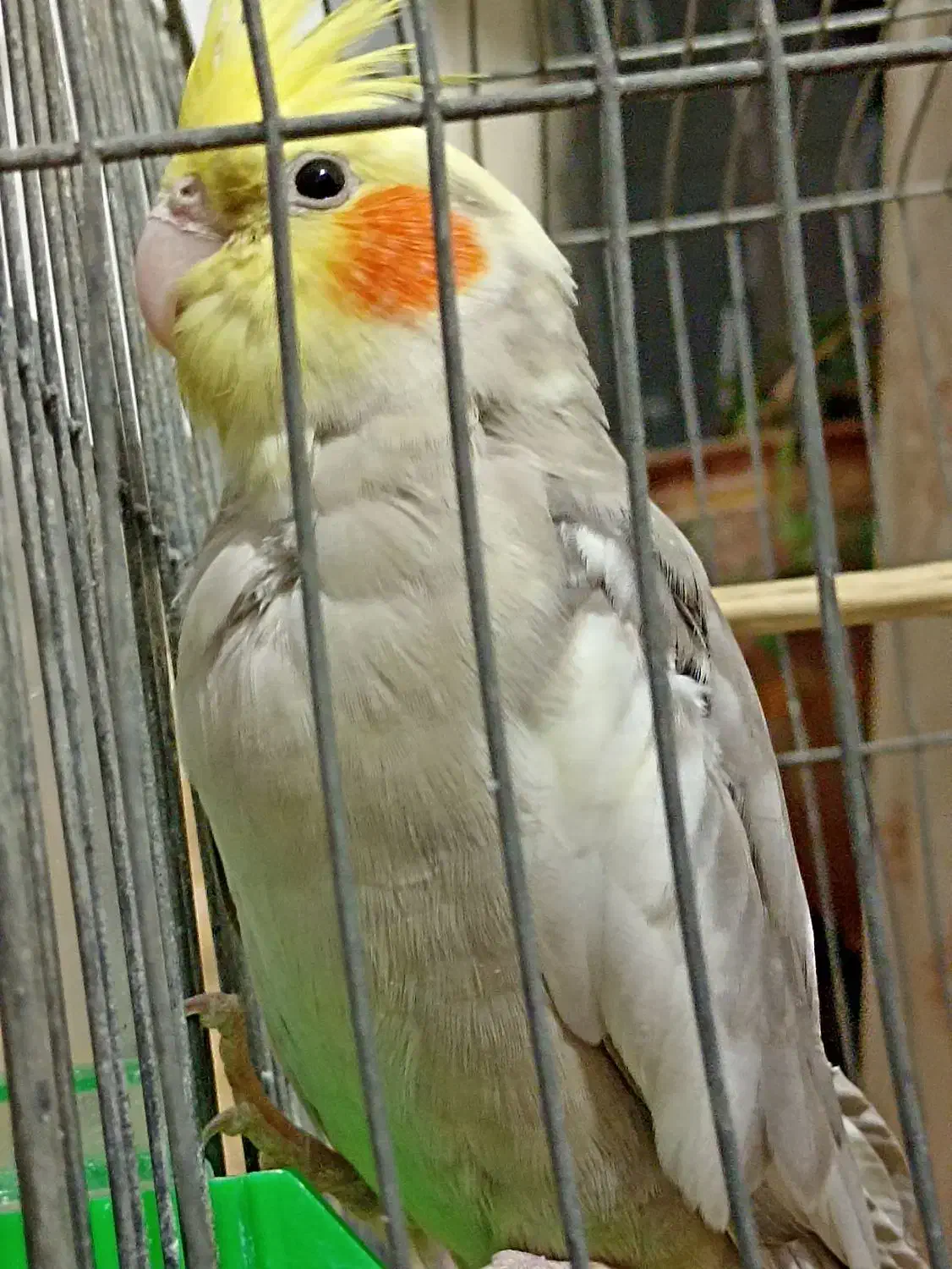 جوجه عروس هلندی|پرنده|بیرجند, |دیوار