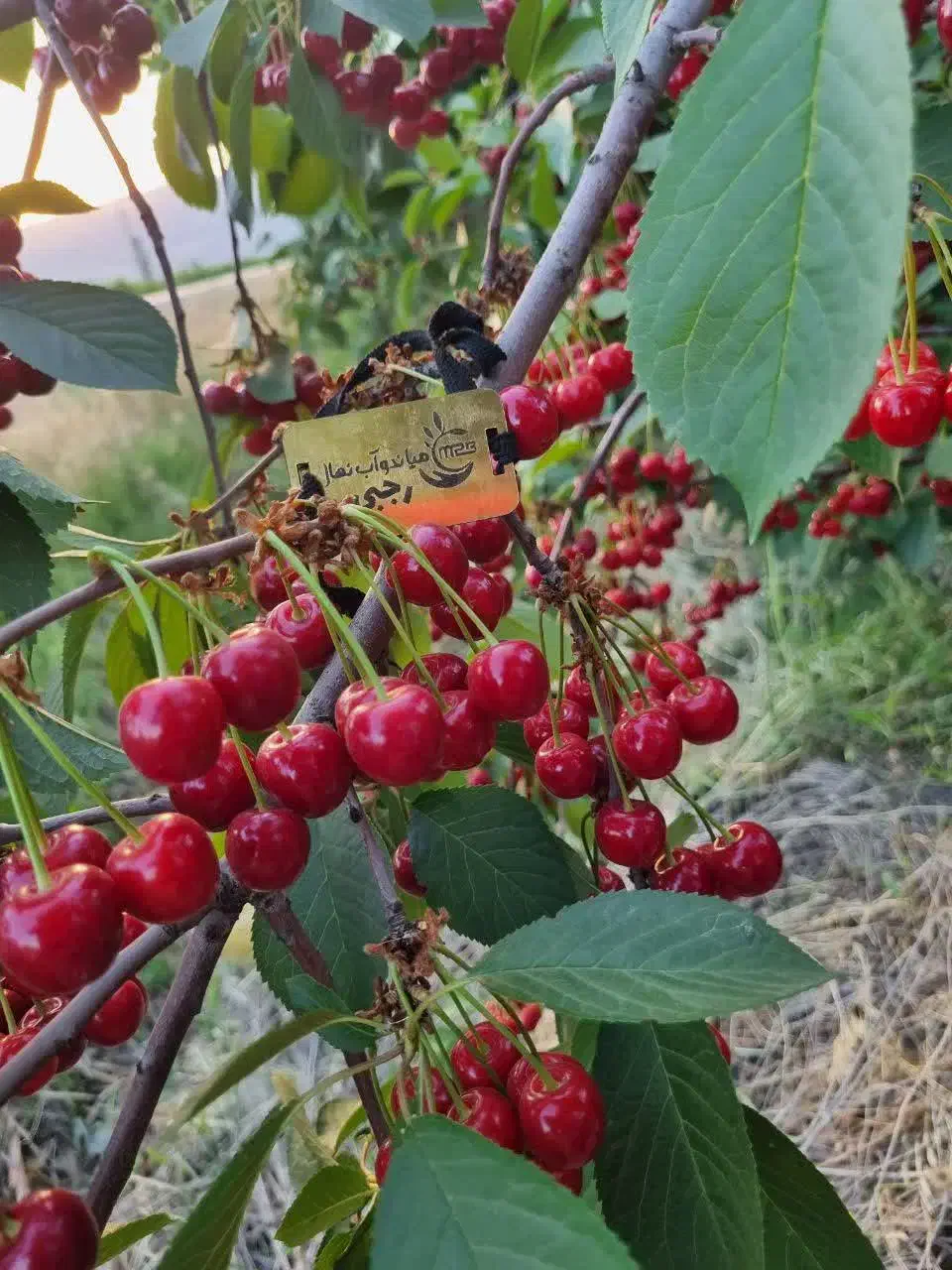 پیشفروش نهال آلبالو مجارستان|خدمات باغبانی و درختکاری|گرمادوز, |دیوار