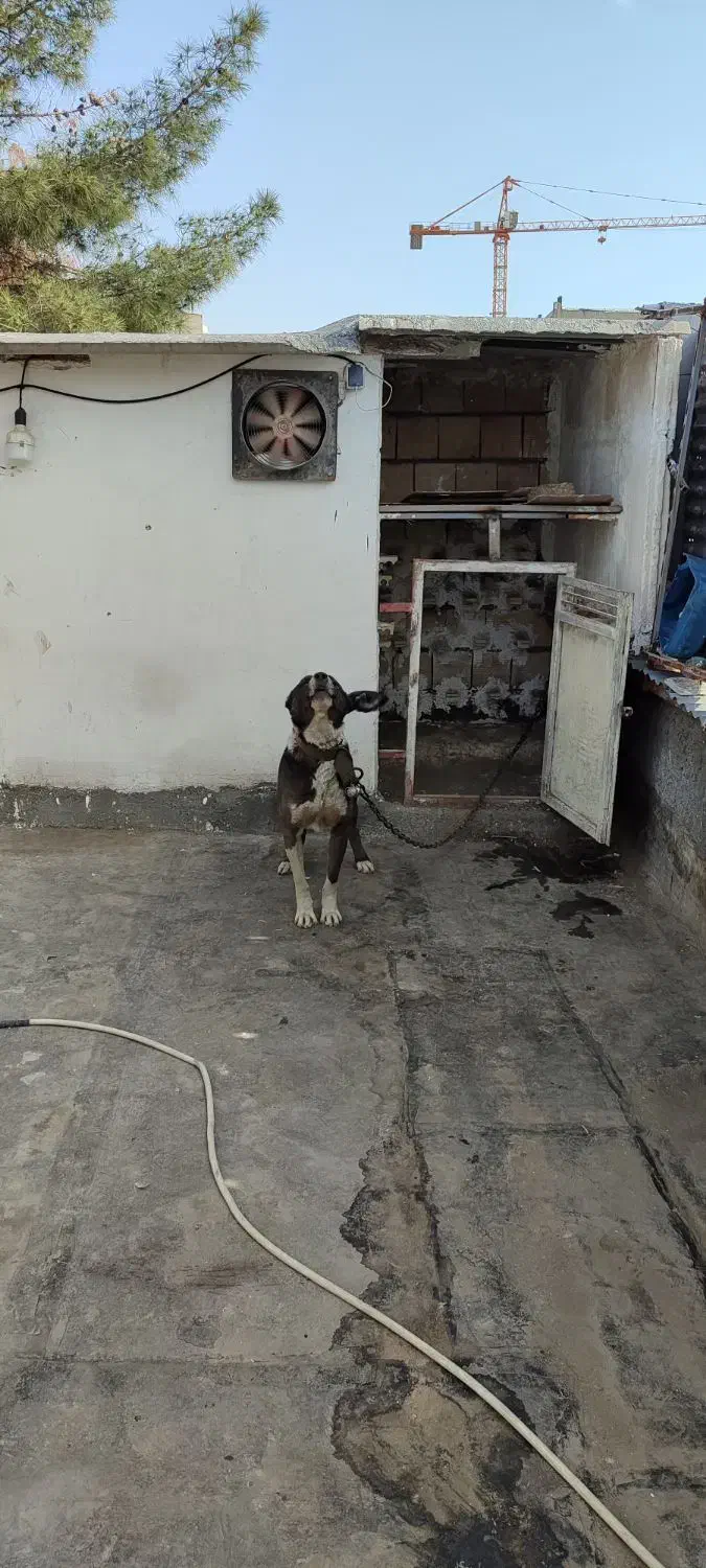واگذاری سگ نگهبان|سگ|مشهد, حسابی جنوبی (شهرک غرب)|دیوار