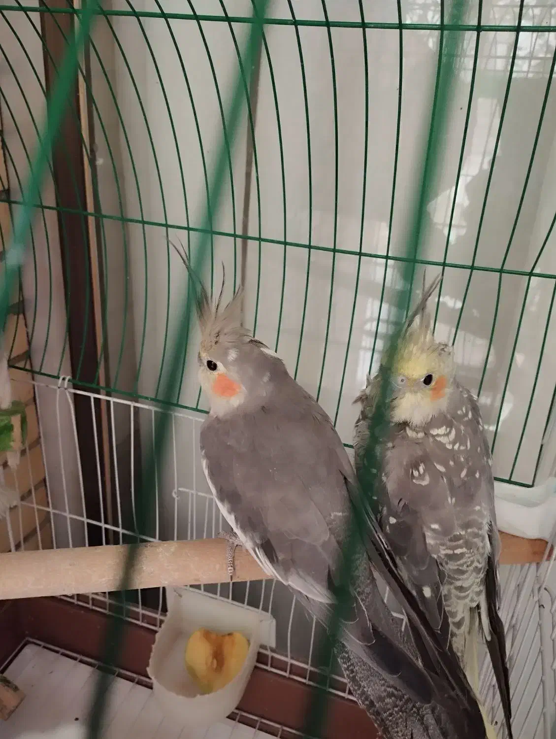 جوجه دوماهه نروماده|پرنده|اصفهان, گلزار|دیوار