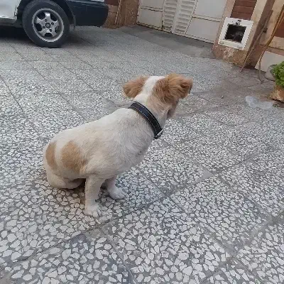 حیوانات خانگی|سگ|کاشان, شهرک انقلاب|دیوار