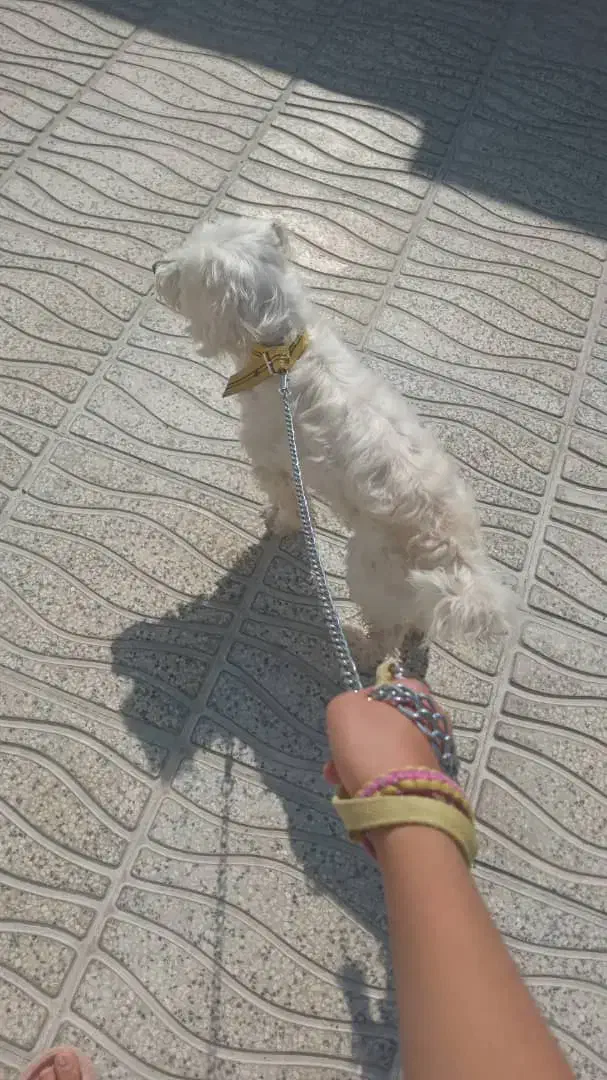 واگذاری|سگ|مرودشت, رامجرد یک|دیوار