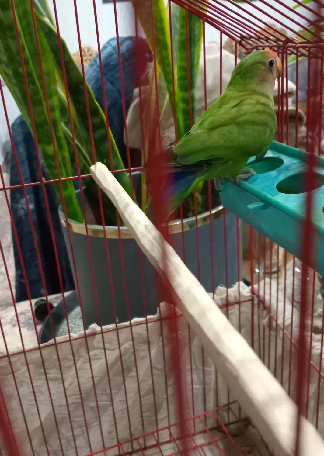 طوطی برزیلی نر مست|پرنده|بندر ماهشهر, |دیوار